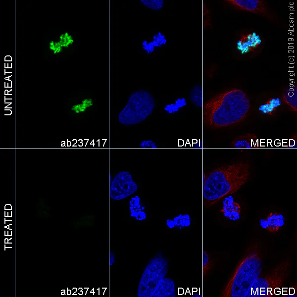 Immunocytochemistry/ Immunofluorescence - Alexa Fluor® 488 Anti-Histone H3 (phospho S28) antibody [E191] (AB237417)