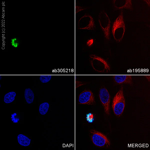 Immunocytochemistry/ Immunofluorescence - Alexa Fluor® 488 Anti-Histone H3 (phospho T3) antibody [EP1702Y] (AB305218)