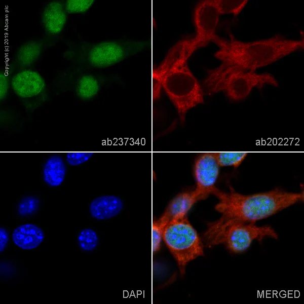 Immunocytochemistry/ Immunofluorescence - Alexa Fluor® 488 Anti-Histone H3 (tri methyl K4) antibody [EPR20551-225] (AB237340)