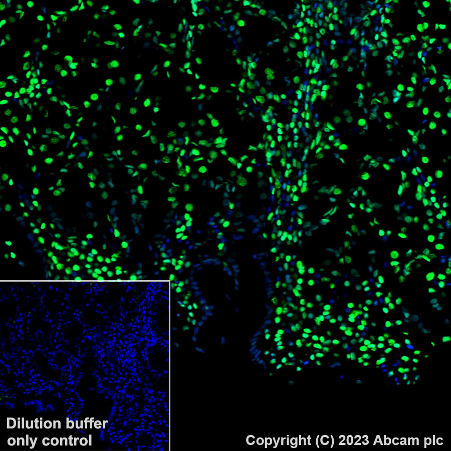 Immunohistochemistry (Formalin/PFA-fixed paraffin-embedded sections) - Alexa Fluor® 488 Anti-Histone H3.3 antibody [EPR17899] (AB313661), expandable thumbnail