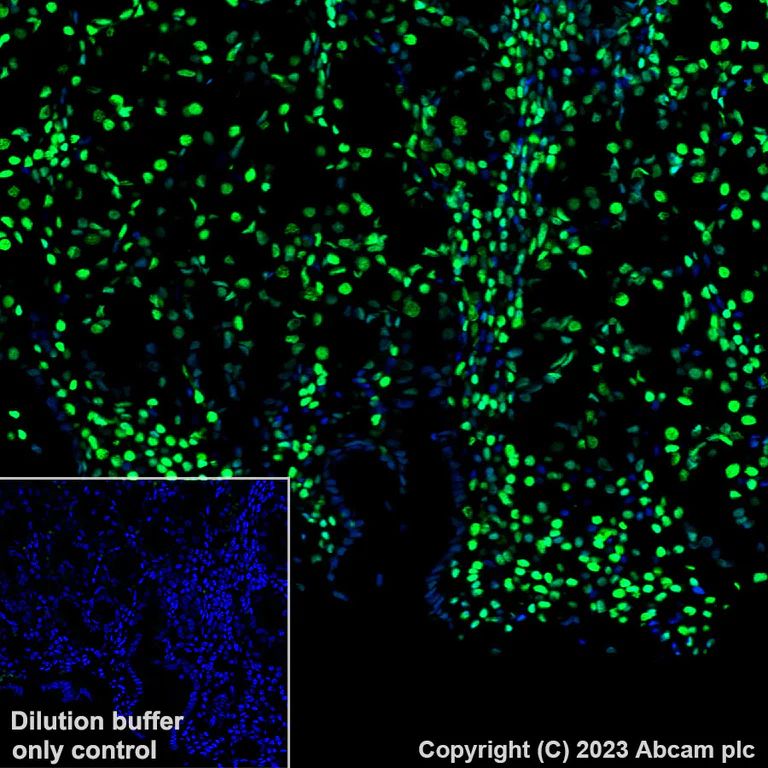 Immunohistochemistry (Formalin/PFA-fixed paraffin-embedded sections) - Alexa Fluor® 488 Anti-Histone H3.3 antibody [EPR17899] (AB313661)