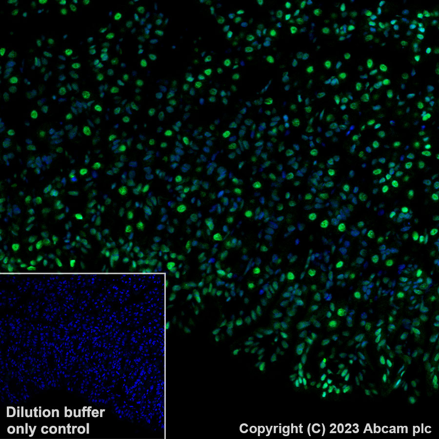 Immunohistochemistry (Formalin/PFA-fixed paraffin-embedded sections) - Alexa Fluor® 488 Anti-Histone H3.3 antibody [EPR17899] (AB313661), expandable thumbnail