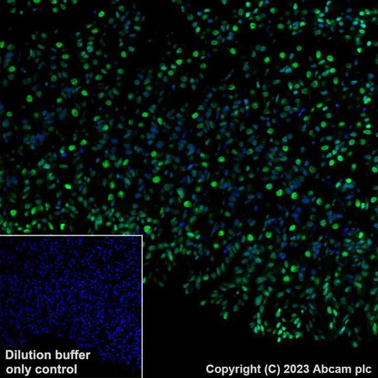 Immunohistochemistry (Formalin/PFA-fixed paraffin-embedded sections) - Alexa Fluor® 488 Anti-Histone H3.3 antibody [EPR17899] (AB313661)