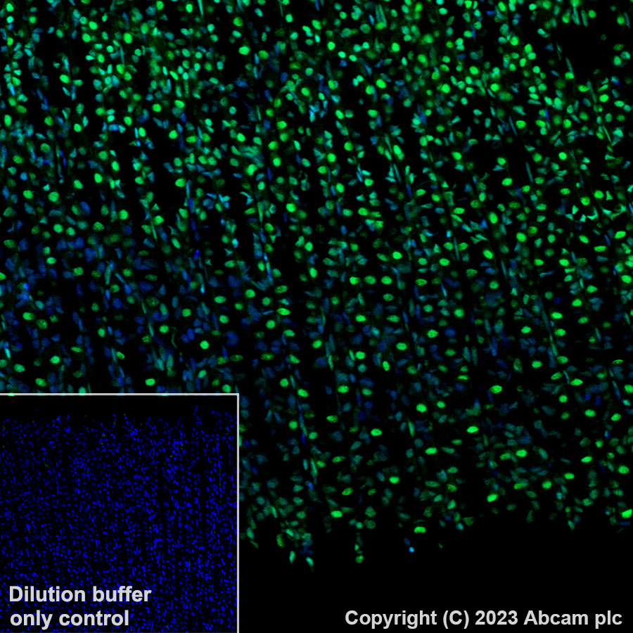 Immunohistochemistry (Formalin/PFA-fixed paraffin-embedded sections) - Alexa Fluor® 488 Anti-Histone H3.3 antibody [EPR17899] (AB313661), expandable thumbnail