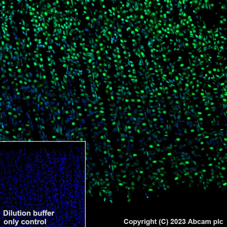 Immunohistochemistry (Formalin/PFA-fixed paraffin-embedded sections) - Alexa Fluor® 488 Anti-Histone H3.3 antibody [EPR17899] (AB313661)