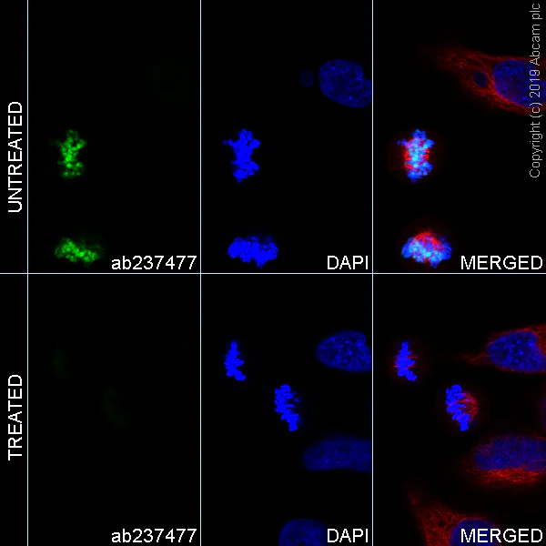 Immunocytochemistry/ Immunofluorescence - Alexa Fluor® 488 Anti-Histone H3.3 (phospho S31) antibody [EPR1873] (AB237477)