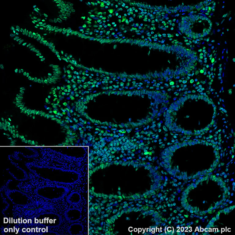 Immunohistochemistry (Formalin/PFA-fixed paraffin-embedded sections) - Alexa Fluor® 488 Anti-Histone H4 (acetyl K5) antibody [EP1000Y] (AB313346)