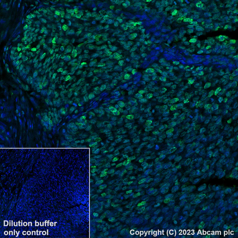 Immunohistochemistry (Formalin/PFA-fixed paraffin-embedded sections) - Alexa Fluor® 488 Anti-Histone H4 (acetyl K5) antibody [EP1000Y] (AB313346)