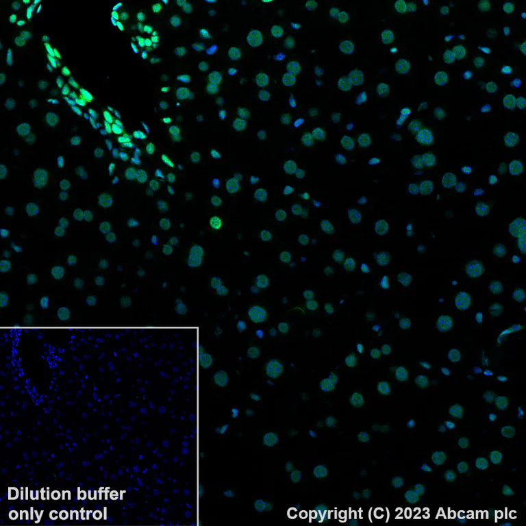 Immunohistochemistry (Formalin/PFA-fixed paraffin-embedded sections) - Alexa Fluor® 488 Anti-Histone H4 (acetyl K5) antibody [EP1000Y] (AB313346)