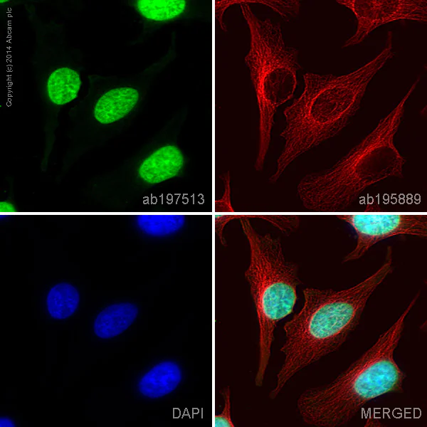 Immunocytochemistry/ Immunofluorescence - Alexa Fluor® 488 Anti-Histone H4 antibody [mAbcam 31830] (AB197513)