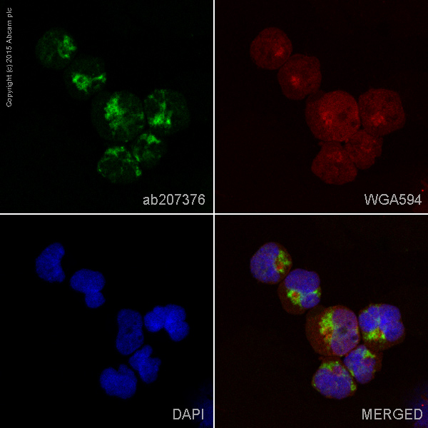 Immunocytochemistry/ Immunofluorescence - Alexa Fluor® 488 Anti-HLA Class II DRB1 antibody [EPR6148] (AB207376)