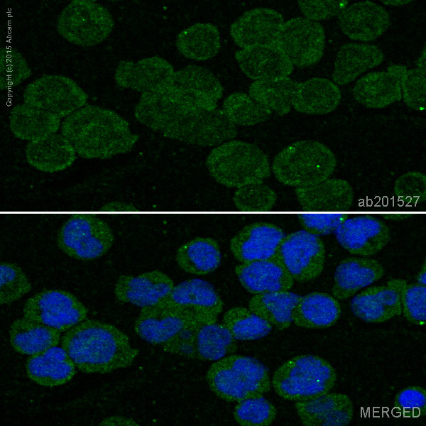 Immunocytochemistry/ Immunofluorescence - Alexa Fluor® 488 Anti-HLA-DPB1 antibody [EPR11226] (AB201527)
