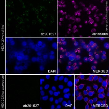 Immunocytochemistry/ Immunofluorescence - Alexa Fluor® 488 Anti-HLA-DPB1 antibody [EPR11226] (AB201527)