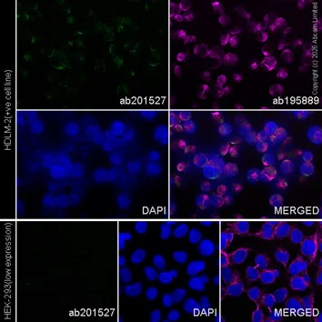 Immunocytochemistry/ Immunofluorescence - Alexa Fluor® 488 Anti-HLA-DPB1 antibody [EPR11226] (AB201527)