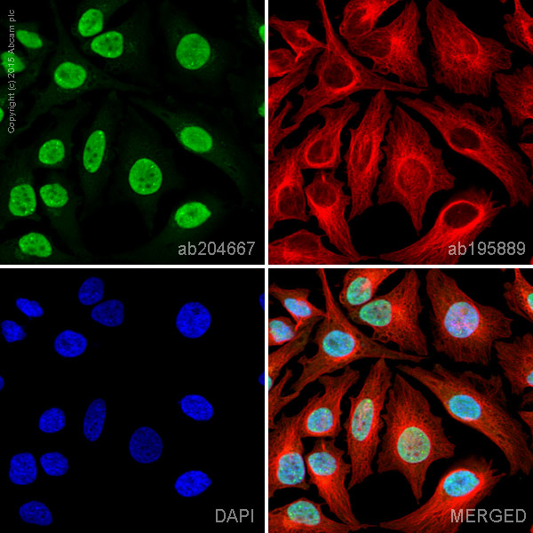 Immunocytochemistry/ Immunofluorescence - Alexa Fluor® 488 Anti-HMGA1 antibody [EPR7839] (AB204667)