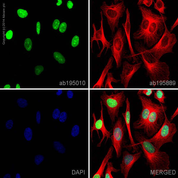 Immunocytochemistry/ Immunofluorescence - Alexa Fluor® 488 Anti-HMGB1 antibody [EPR3507] (AB195010), expandable thumbnail