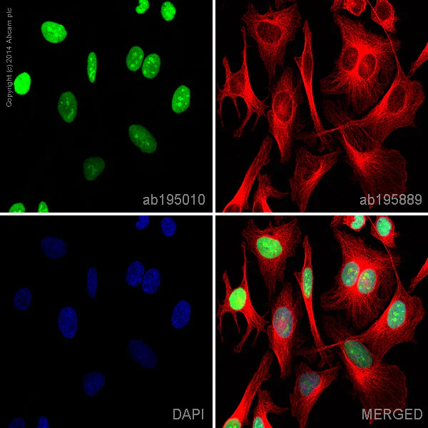 Immunocytochemistry/ Immunofluorescence - Alexa Fluor® 488 Anti-HMGB1 antibody [EPR3507] (AB195010)
