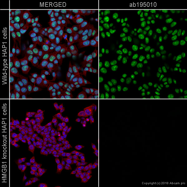 Immunocytochemistry/ Immunofluorescence - Alexa Fluor® 488 Anti-HMGB1 antibody [EPR3507] (AB195010), expandable thumbnail