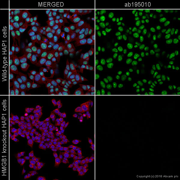 Immunocytochemistry/ Immunofluorescence - Alexa Fluor® 488 Anti-HMGB1 antibody [EPR3507] (AB195010)