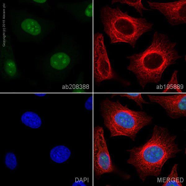Immunocytochemistry/ Immunofluorescence - Alexa Fluor® 488 Anti-HMGB2 antibody [EPR6301] (AB208388)