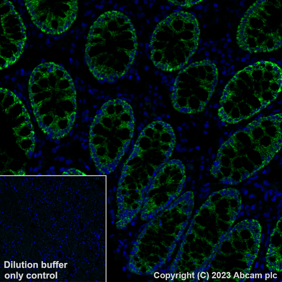 Immunohistochemistry (Formalin/PFA-fixed paraffin-embedded sections) - Alexa Fluor® 488 Anti-HMGCS2 antibody [EPR8642] (AB309164), expandable thumbnail