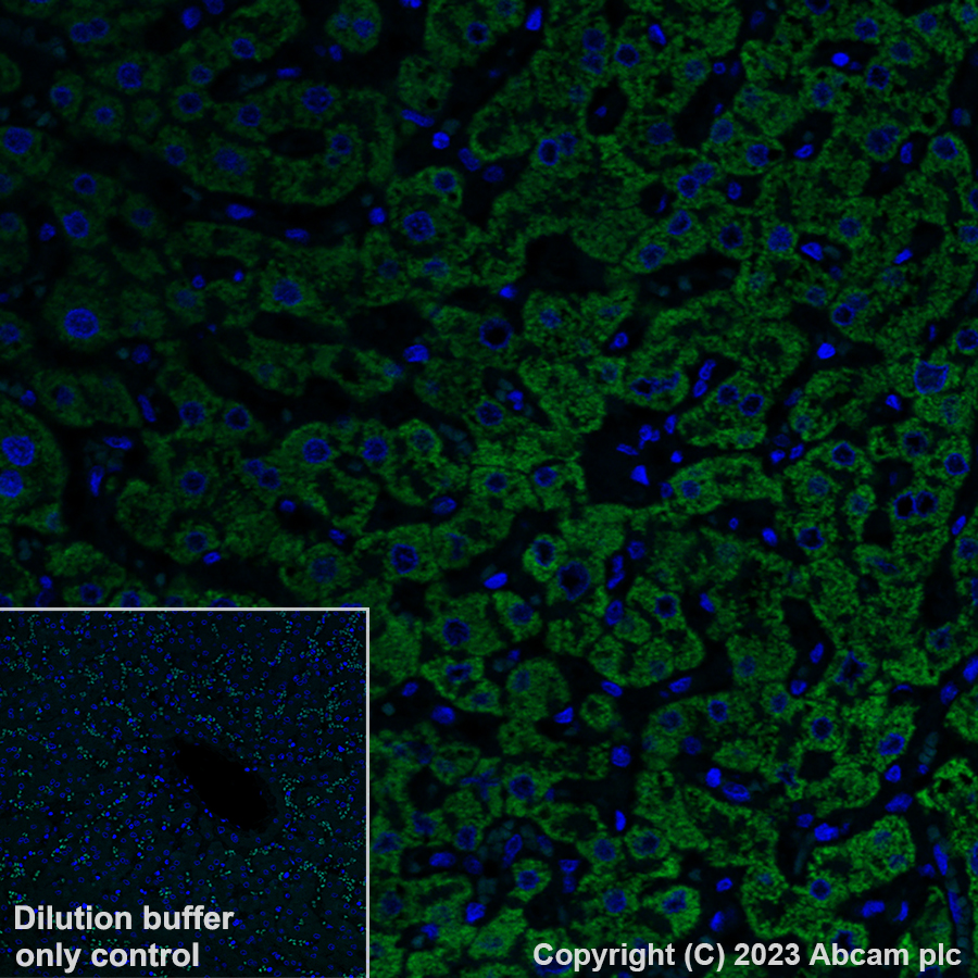 Immunohistochemistry (Formalin/PFA-fixed paraffin-embedded sections) - Alexa Fluor® 488 Anti-HMGCS2 antibody [EPR8642] (AB309164), expandable thumbnail