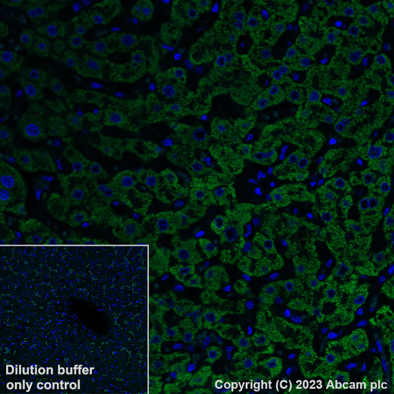 Immunohistochemistry (Formalin/PFA-fixed paraffin-embedded sections) - Alexa Fluor® 488 Anti-HMGCS2 antibody [EPR8642] (AB309164)