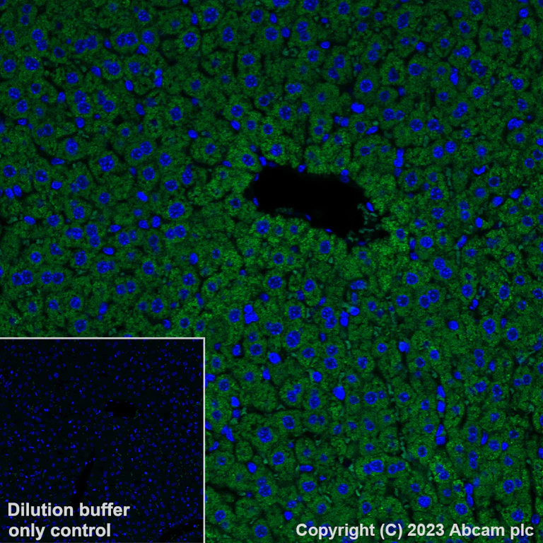 Immunohistochemistry (Formalin/PFA-fixed paraffin-embedded sections) - Alexa Fluor® 488 Anti-HMGCS2 antibody [EPR8642] (AB309164)