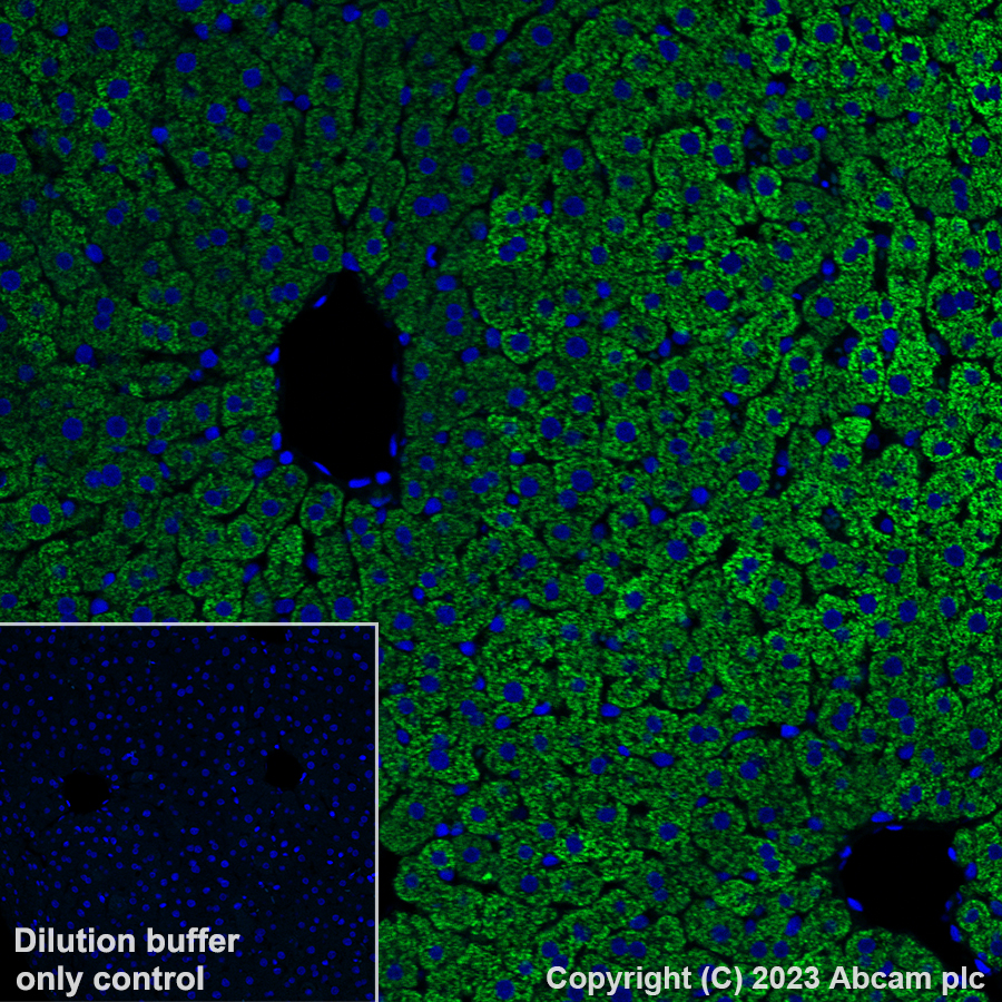 Immunohistochemistry (Formalin/PFA-fixed paraffin-embedded sections) - Alexa Fluor® 488 Anti-HMGCS2 antibody [EPR8642] (AB309164), expandable thumbnail