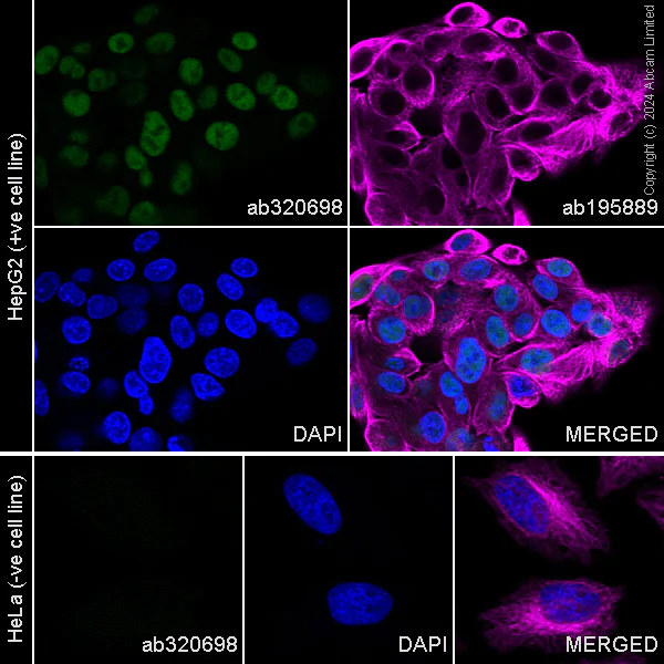 Immunocytochemistry/ Immunofluorescence - Alexa Fluor® 488 Anti-HNF-4-alpha antibody [EPR16885-99] (AB320698)