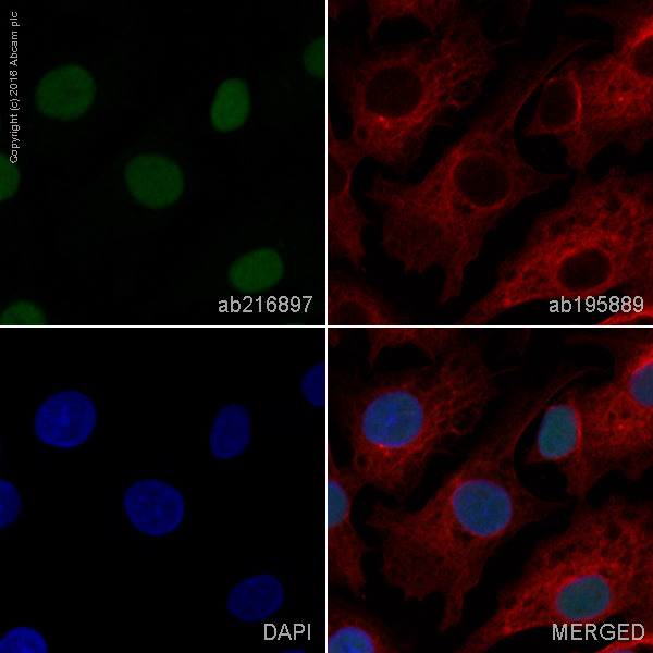 Immunocytochemistry/ Immunofluorescence - Alexa Fluor® 488 Anti-HNF-4-alpha antibody [EPR3648] (AB216897), expandable thumbnail