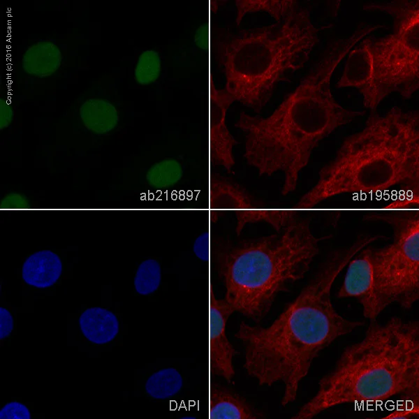 Immunocytochemistry/ Immunofluorescence - Alexa Fluor® 488 Anti-HNF-4-alpha antibody [EPR3648] (AB216897)