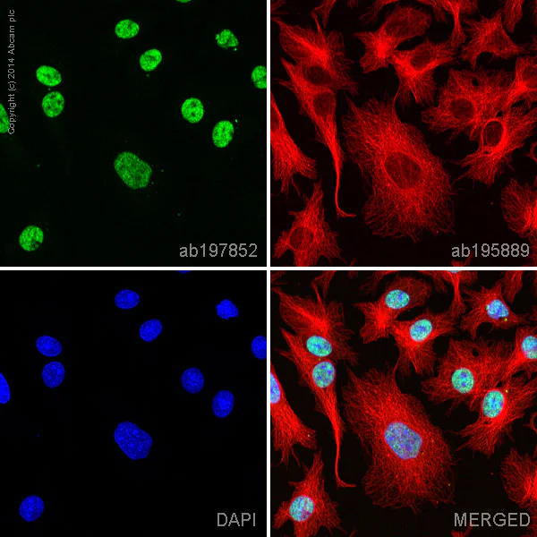 Immunocytochemistry/ Immunofluorescence - Alexa Fluor® 488 Anti-hnRNP A1 antibody [EPR12768] (AB197852)
