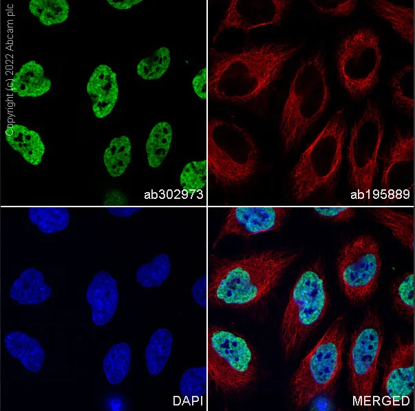 Immunocytochemistry/ Immunofluorescence - Alexa Fluor® 488 Anti-hnRNP A2B1 antibody [EPR24002-81] (AB302973)