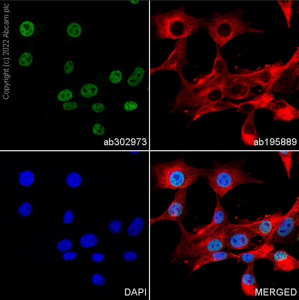 Immunocytochemistry/ Immunofluorescence - Alexa Fluor® 488 Anti-hnRNP A2B1 antibody [EPR24002-81] (AB302973), expandable thumbnail