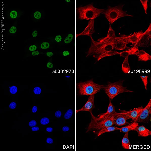 Immunocytochemistry/ Immunofluorescence - Alexa Fluor® 488 Anti-hnRNP A2B1 antibody [EPR24002-81] (AB302973)