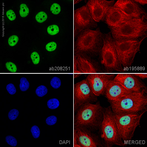 Immunocytochemistry/ Immunofluorescence - Alexa Fluor® 488 Anti-hnRNP C1/C2 antibody [EPNCIR152] (AB208251), expandable thumbnail
