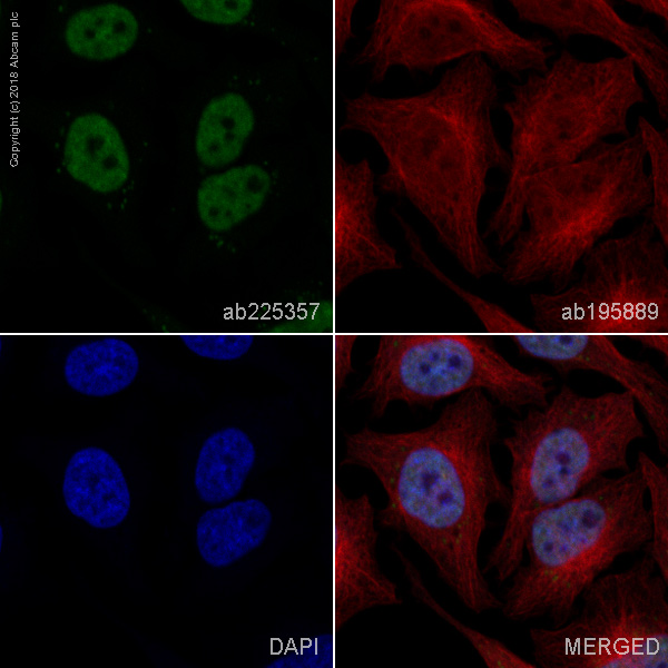 Immunocytochemistry/ Immunofluorescence - Alexa Fluor® 488 Anti-hnRNP G antibody [EPR16038] (AB225357)
