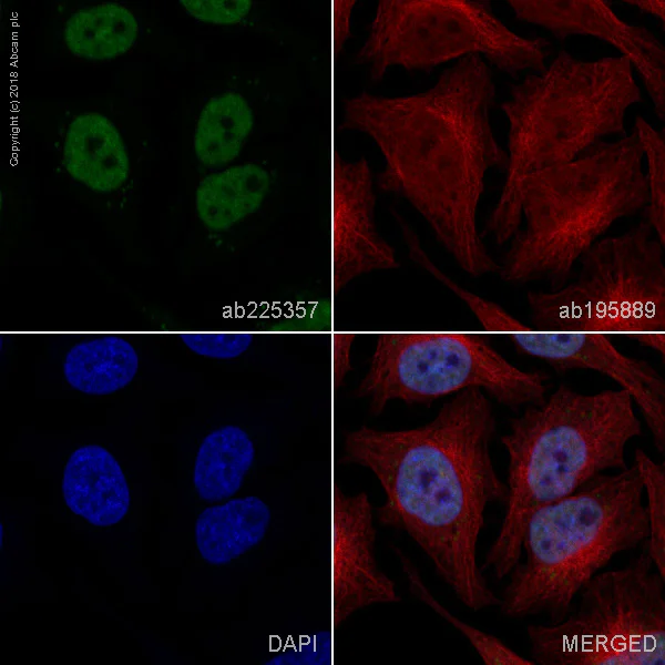 Immunocytochemistry/ Immunofluorescence - Alexa Fluor® 488 Anti-hnRNP G antibody [EPR16038] (AB225357)