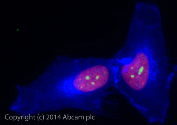 Immunocytochemistry/ Immunofluorescence - Alexa Fluor® 488 Anti-HP1 alpha antibody [EPR5777] - Heterochromatin marker (AB185018)