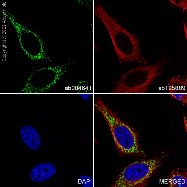 Immunocytochemistry/ Immunofluorescence - Alexa Fluor® 488 Anti-Hsp60 antibody [EPR18245-93] - Mitochondrial Marker (AB284641)