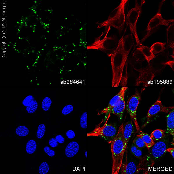 Immunocytochemistry/ Immunofluorescence - Alexa Fluor® 488 Anti-Hsp60 antibody [EPR18245-93] - Mitochondrial Marker (AB284641)
