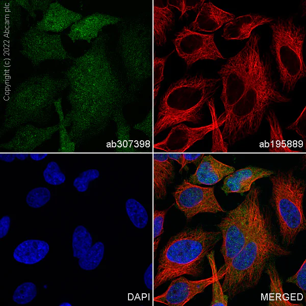 Immunocytochemistry/ Immunofluorescence - Alexa Fluor® 488 Anti-Hsp70 antibody [EPR16893] (AB307398)