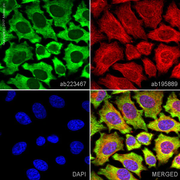 Immunocytochemistry/ Immunofluorescence - Alexa Fluor® 488 Anti-Hsp90 antibody [EPR16621-67] (AB223467)