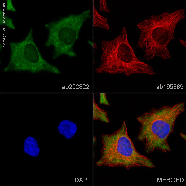 Immunocytochemistry/ Immunofluorescence - Alexa Fluor® 488 Anti-Hsp90 beta antibody [EPR16621] (AB202822)