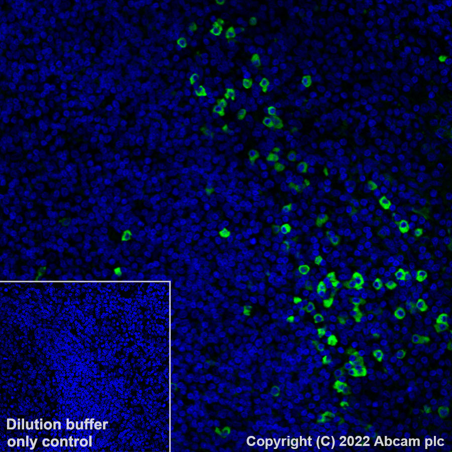 Immunohistochemistry - Alexa Fluor® 488 Anti-Human IgG antibody [EPR4421] (AB307524), expandable thumbnail