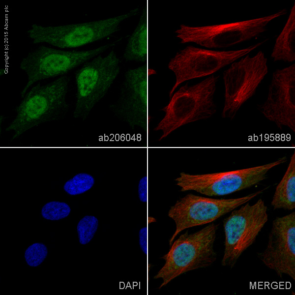 Immunocytochemistry/ Immunofluorescence - Alexa Fluor® 488 Anti-Huntingtin antibody [EP867Y] (AB206048)