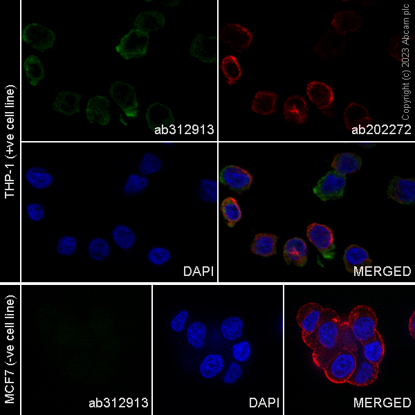 Immunocytochemistry/ Immunofluorescence - Alexa Fluor® 488 Anti-Iba1 antibody [EPR16589] - Mouse IgG1 (Chimeric) (AB312913), expandable thumbnail