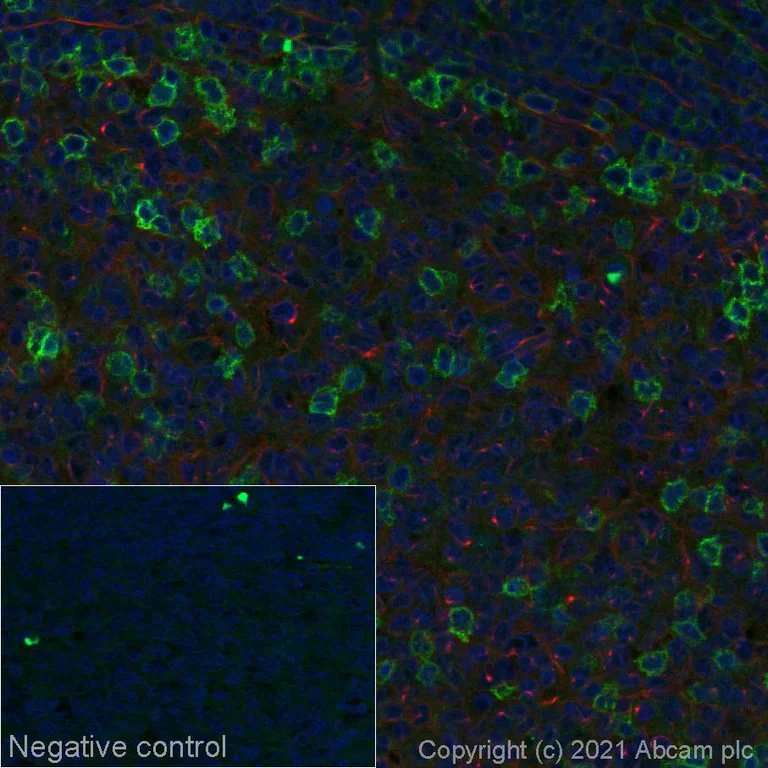 View of How to turn your Echo Show into a digital photo frame
