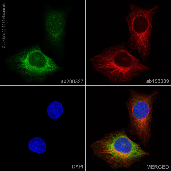 Immunocytochemistry/ Immunofluorescence - Alexa Fluor® 488 Anti-IFNGR1 antibody [EPR7866] (AB200327)
